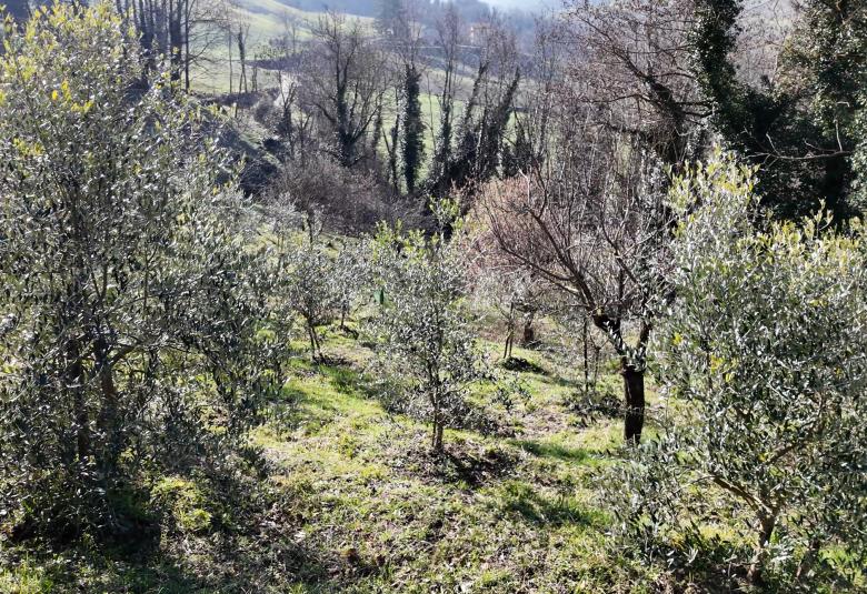 ulivi