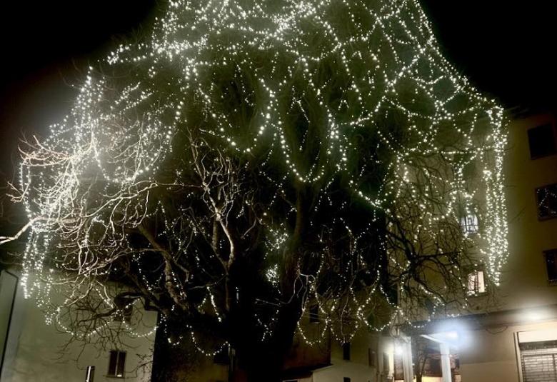 Da oggi illuminato l'Alberone