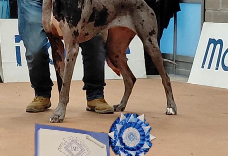 Del Cumbulteria Dog