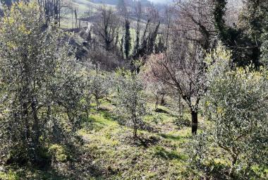 ulivi