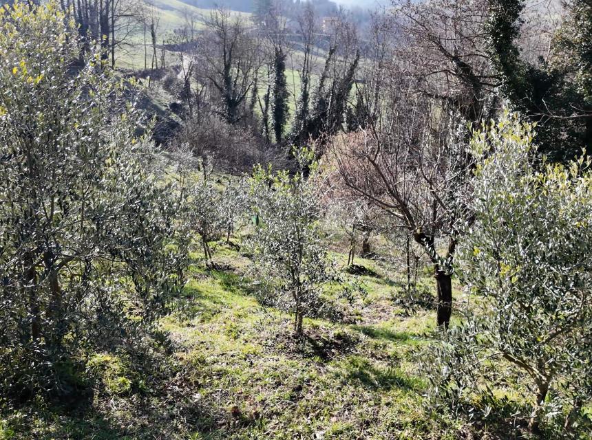 ulivi